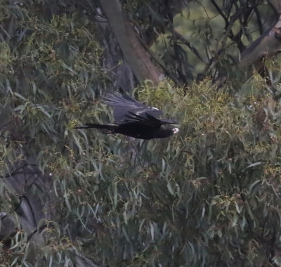Wedge-tailed Eagle (Aquila audax)