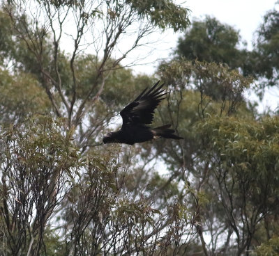 Wedge-tailed Eagle (Aquila audax)