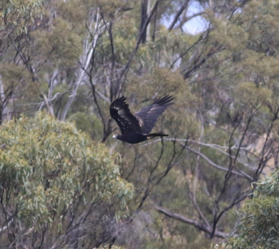 Wedge-tailed Eagle (Aquila audax)
