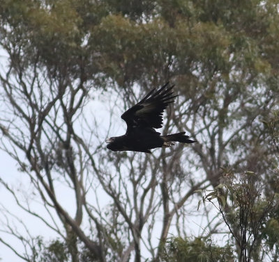 Wedge-tailed Eagle (Aquila audax)
