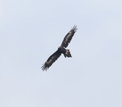 Wedge-tailed Eagle 20.jpg