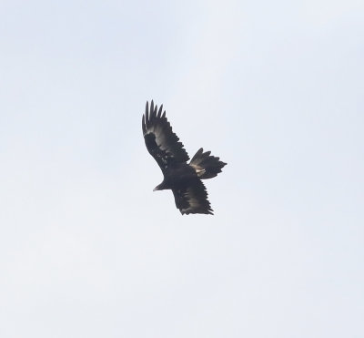 Wedge-tailed Eagle 22.jpg