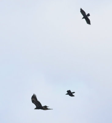 Wedge-tailed Eagle 23.jpg