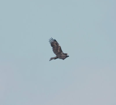 Wedge-tailed Eagle (Aquila audax)