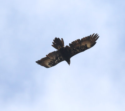 Wedge-tailed Eagle (Aquila audax)