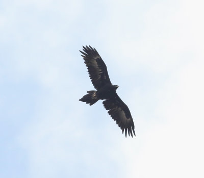 Wedge-tailed Eagle (Aquila audax)