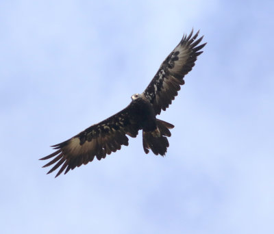 Wedge-tailed Eagle (Aquila audax)