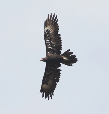 Wedge-tailed Eagle (Aquila audax)