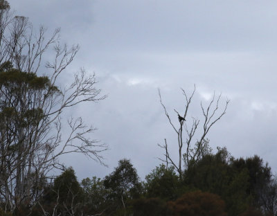 Wedge-tailed Eagle (Aquila audax)