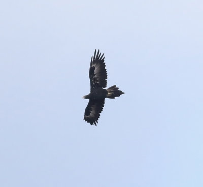 Wedge-tailed Eagle (Aquila audax)