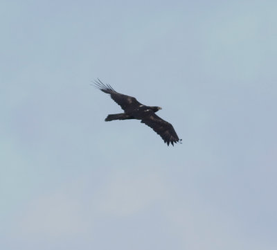 Wedge-tailed Eagle (Aquila audax)