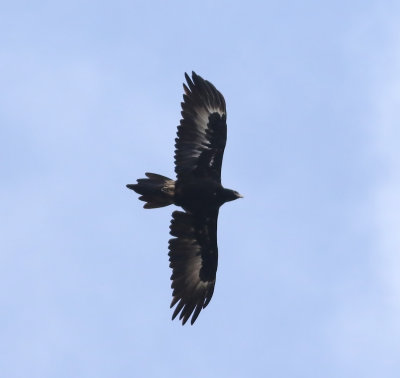 Wedge-tailed Eagle (Aquila audax)