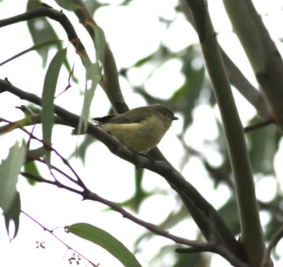 Weebill (Smicrornis brevirostris)