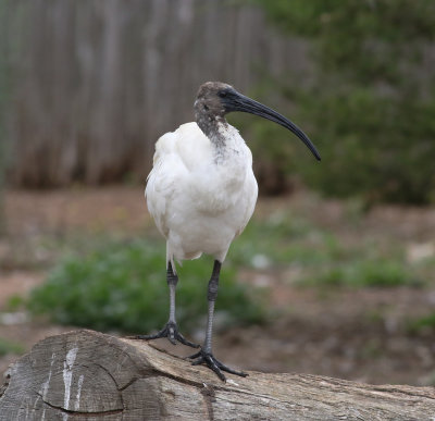 Australian White Ibis (Threskiornis molucca)