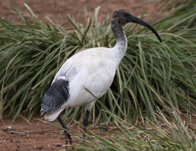 Australian White Ibis (Threskiornis molucca)