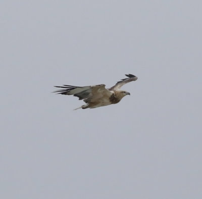 White-bellied Sea-eagle (Haliaeetus leucogaster)