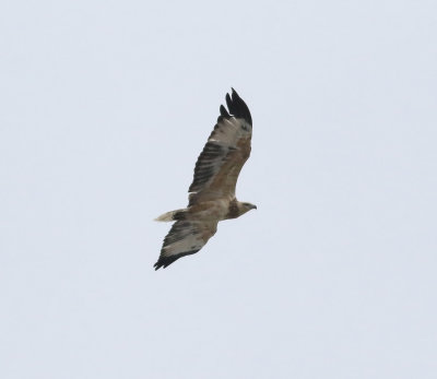 White-bellied Sea-eagle (Haliaeetus leucogaster)