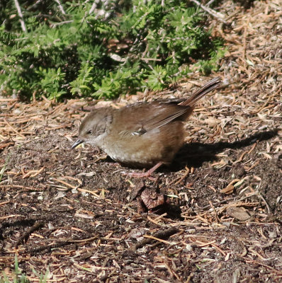 White-browed Scrubwren (Sericornis frontalis)