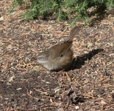 White-browed Scrubwren (Sericornis frontalis)