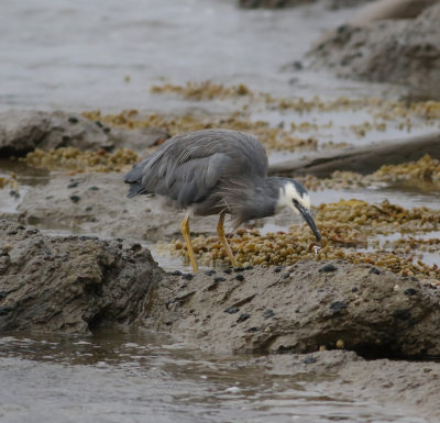 White-faced Heron (Egretta novaehollandiae)