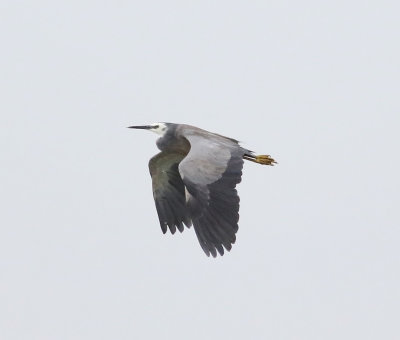 White-faced Heron (Egretta novaehollandiae)