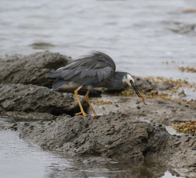 White-faced Heron (Egretta novaehollandiae)