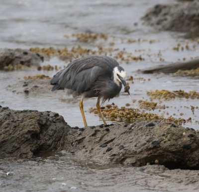 White-faced Heron (Egretta novaehollandiae)