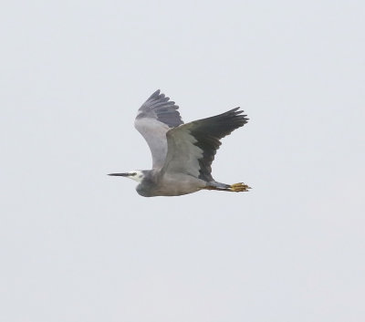 White-faced Heron (Egretta novaehollandiae)