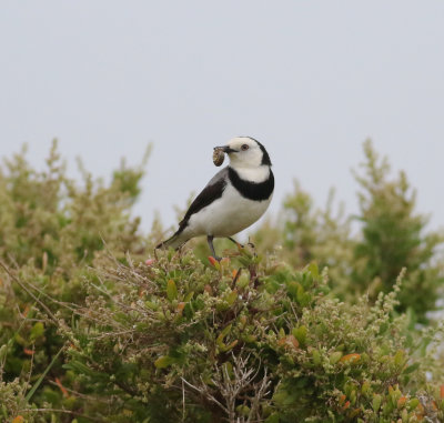 White-fronted Chat (Epthianura albifrons)