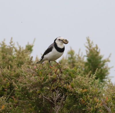 White-fronted Chat (Epthianura albifrons)