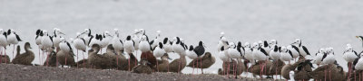 White-headed Stilt (Himantopus leucocephalus)
