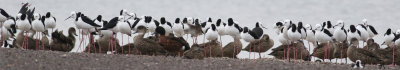 White-headed Stilt (Himantopus leucocephalus)