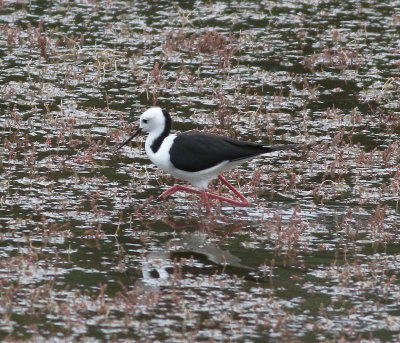 White-headed Stilt (Himantopus leucocephalus)