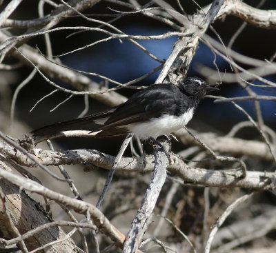 Willie Wagtail (Rhipidura leucophrys)
