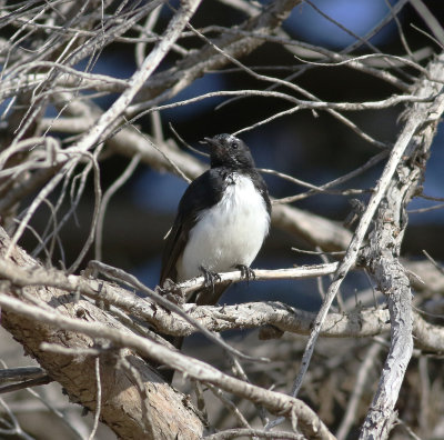 Willie Wagtail (Rhipidura leucophrys)