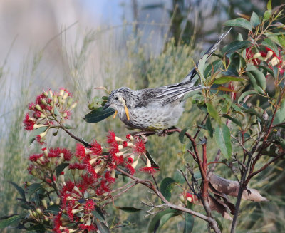Yellow Wattlebird (Anthochaera paradoxa)