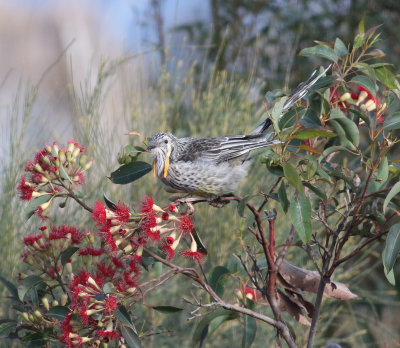 Yellow Wattlebird (Anthochaera paradoxa)