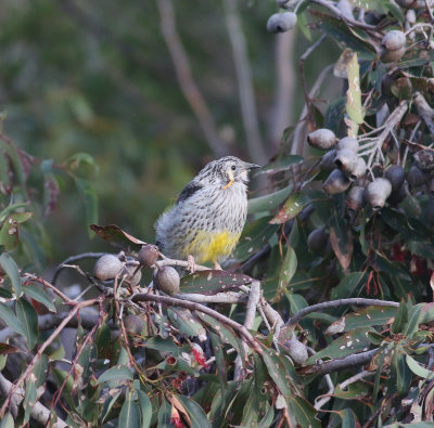 Yellow Wattlebird (Anthochaera paradoxa)