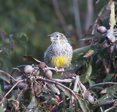 Yellow Wattlebird (Anthochaera paradoxa)