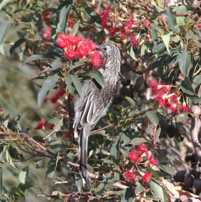 Yellow Wattlebird (Anthochaera paradoxa)