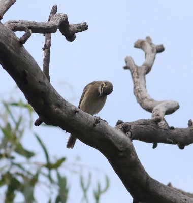 Yellow-faced Honeyeater (Caligavis chrysops)