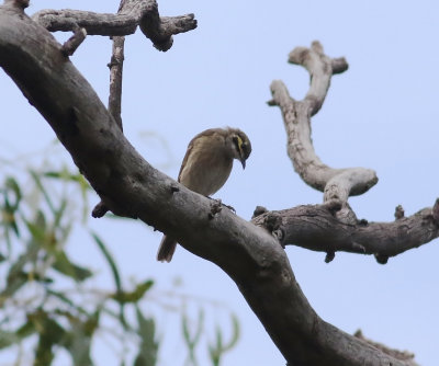 Yellow-faced Honeyeater (Caligavis chrysops)