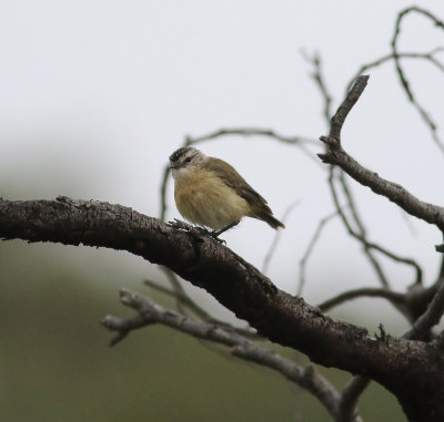 Yellow-rumped Thornbill (Acanthiza chrysorrhoa)