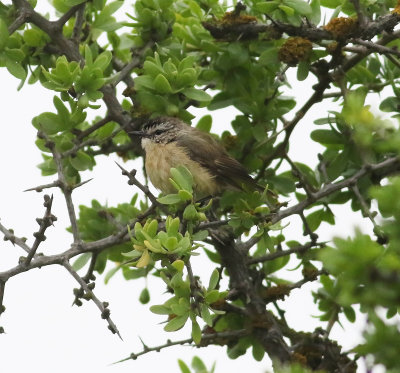 Yellow-rumped Thornbill (Acanthiza chrysorrhoa)