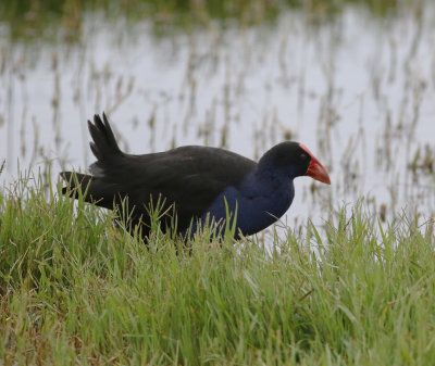 Australasian Swamphen (Porphyrio melanotus)