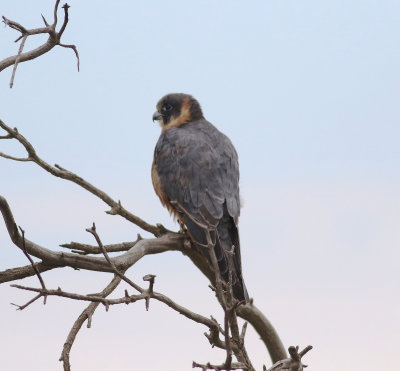 Australian Hobby (Falco longipennis)