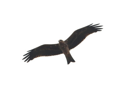 Black Kite (Milvus migrans)