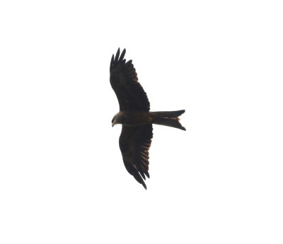 Black Kite (Milvus migrans)