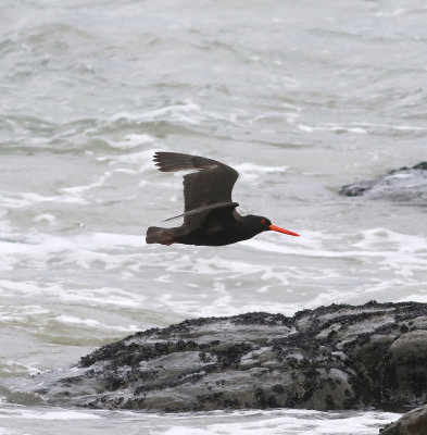 Sooty Oystercatcher (Haematopus fuliginosus)