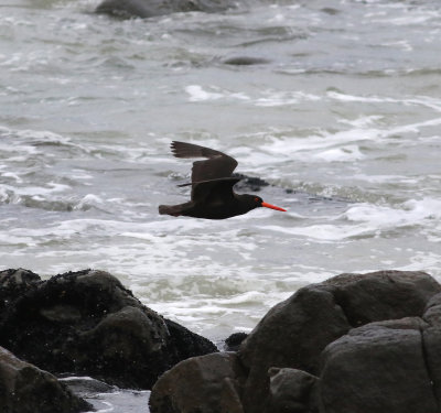 Sooty Oystercatcher (Haematopus fuliginosus)